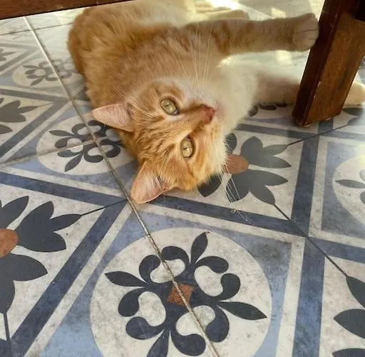 Willa Mit Garten, 500 M Zum Strand, In Der Naehe Der Stadt *