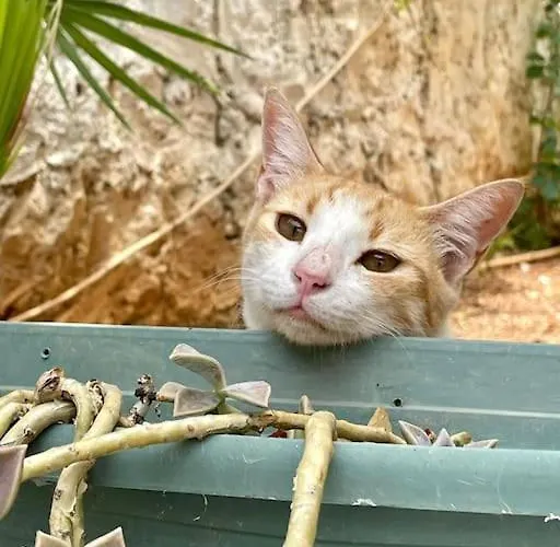Mit Garten, 500 M Zum Strand, In Der Naehe Der Stadt Willa